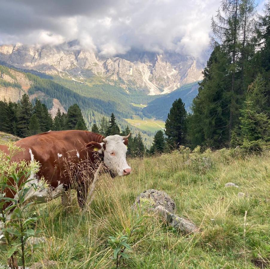 Rifugio Caltena Фиера ди Примиеро Екстериор снимка