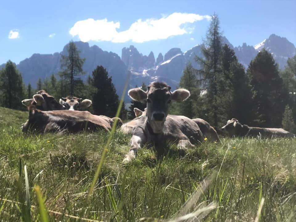 Rifugio Caltena Фиера ди Примиеро Екстериор снимка